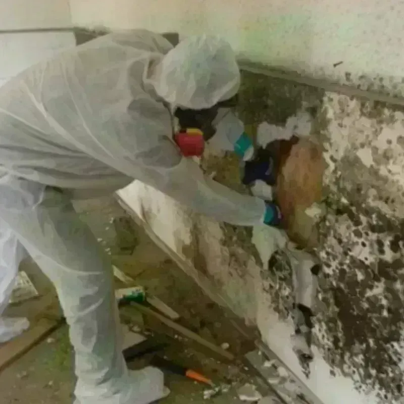 Mold Remediation and Removal in Grafton, NH